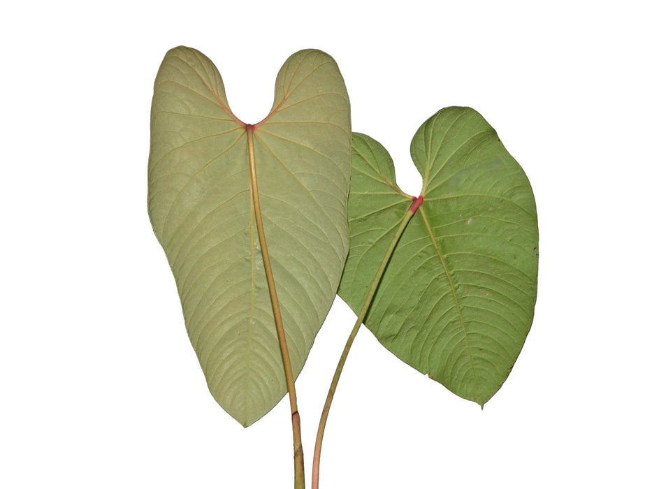 Anthurium insigne var panguiensii