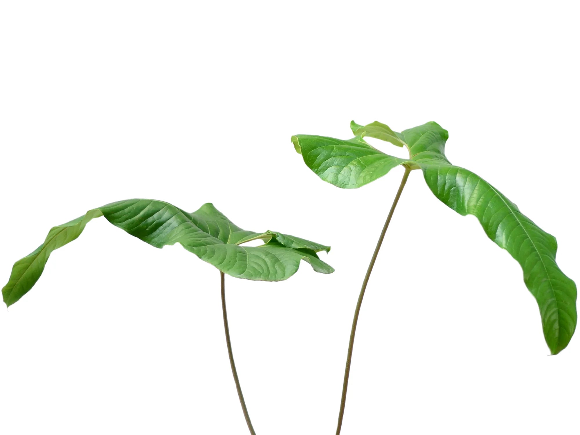 189 ivanportillae イヴァンポルティラエ　アンスリウム Anthurium_ivanportillae.webp?v