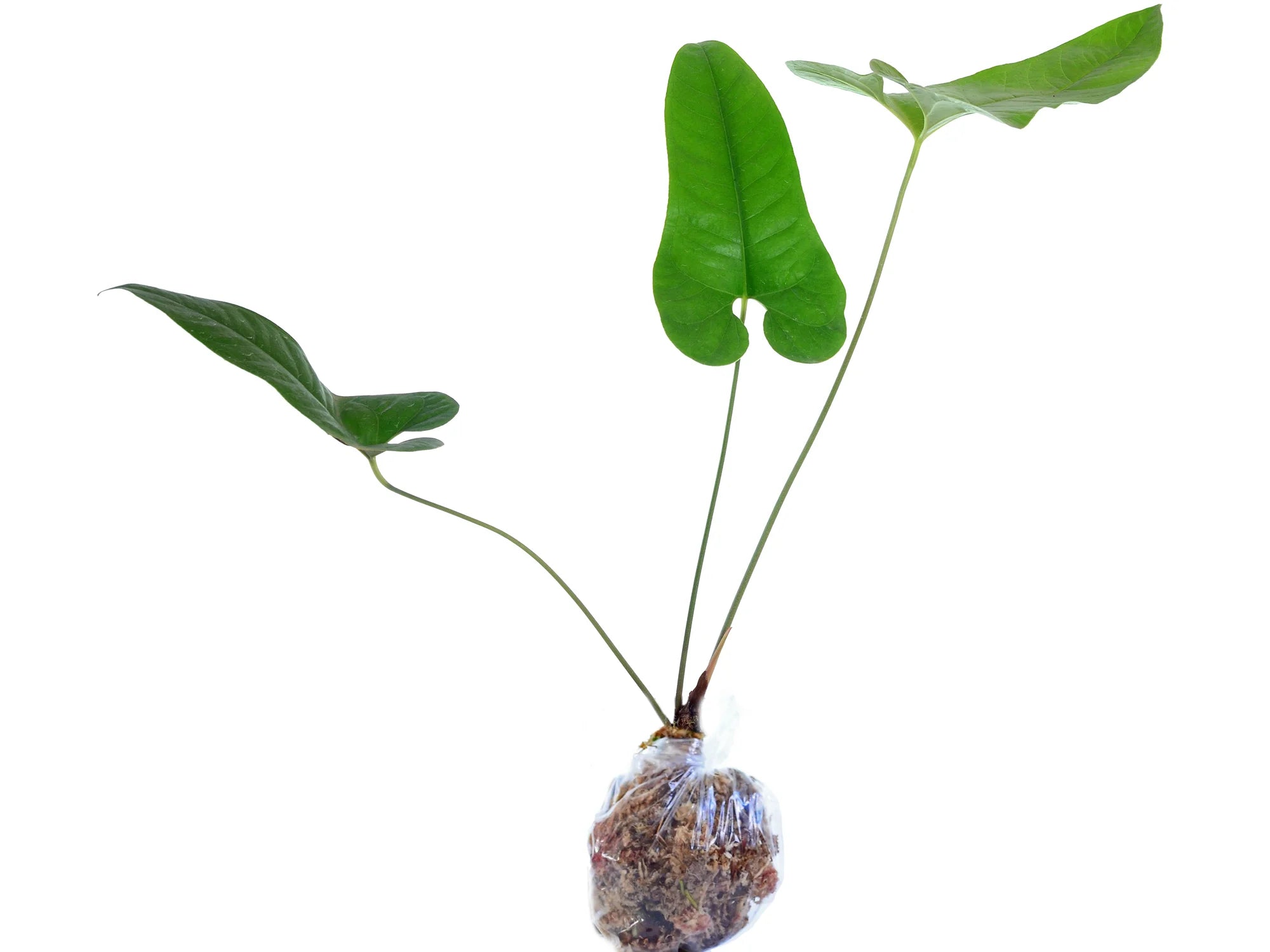 Pof］Anthurium ivanportilae seeding アンスリウム・イヴァンポルティ