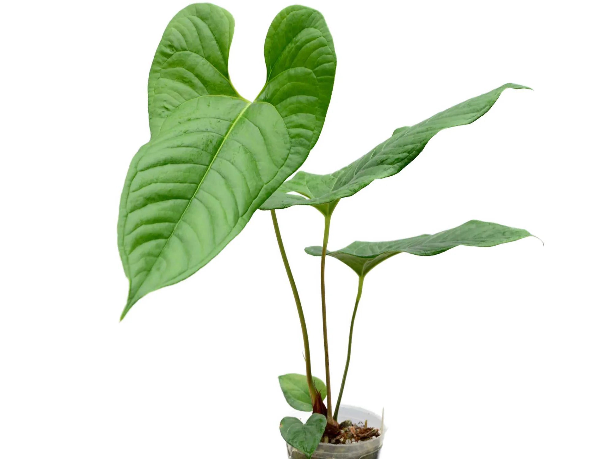 Anthurium ivanportillae (seedling) — Ecuagenera Orquídeas del Ecuador