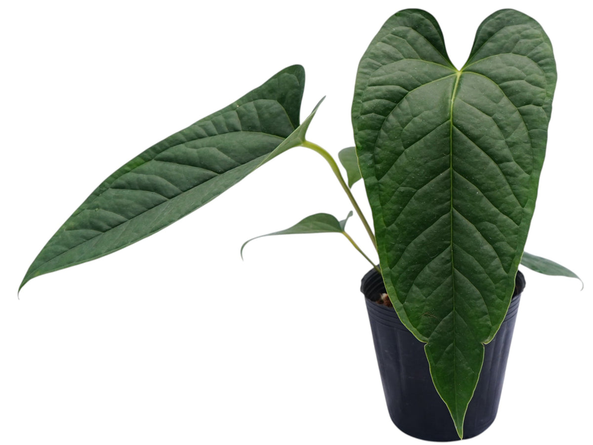 anthurium ivanportillae Anthurium Ivan's Luxury — Ecuagenera Orquídeas del Ecuador