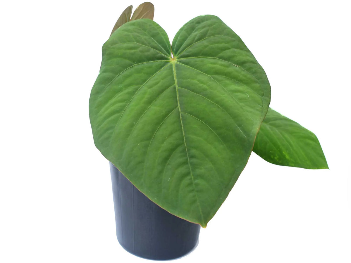 anthurium kunayalense Anthurium kunayalense