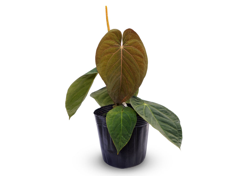 Anthurium kunayalense x Anthurium papililaminum