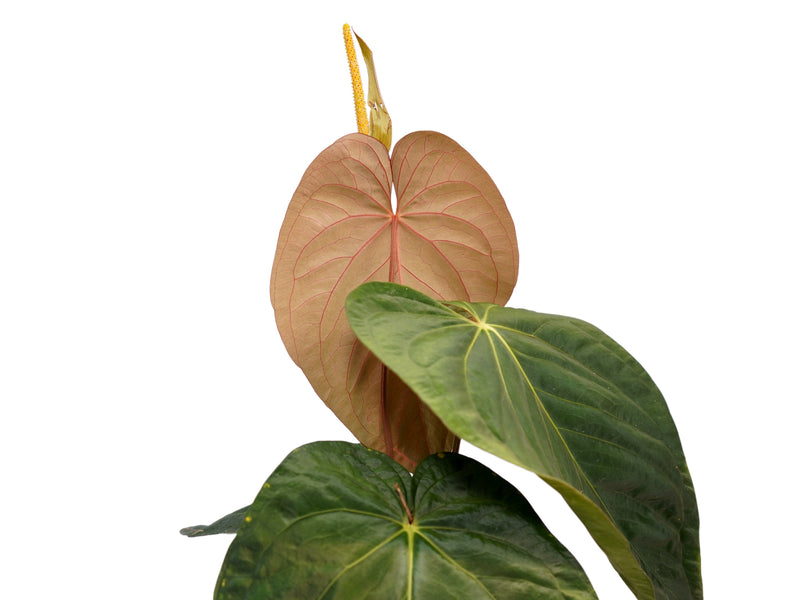 Anthurium kunayalense x Anthurium papililaminum