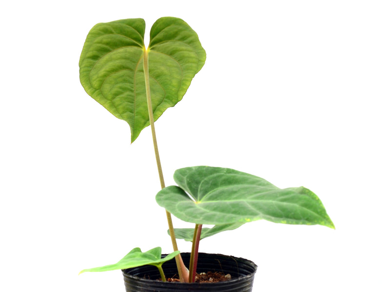 Anthurium kunayalense x Anthurium papillilaminum (seedling)