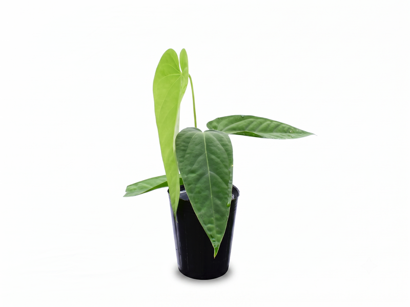 Anthurium kunayalense x Anthurium warocqueanum