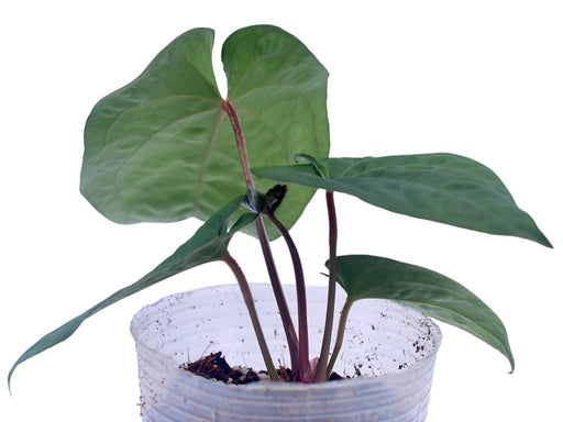 anthurium kunayalense Anthurium kunayalense x Anthurium Capibara — Ecuagenera Orquídeas del Ecuador