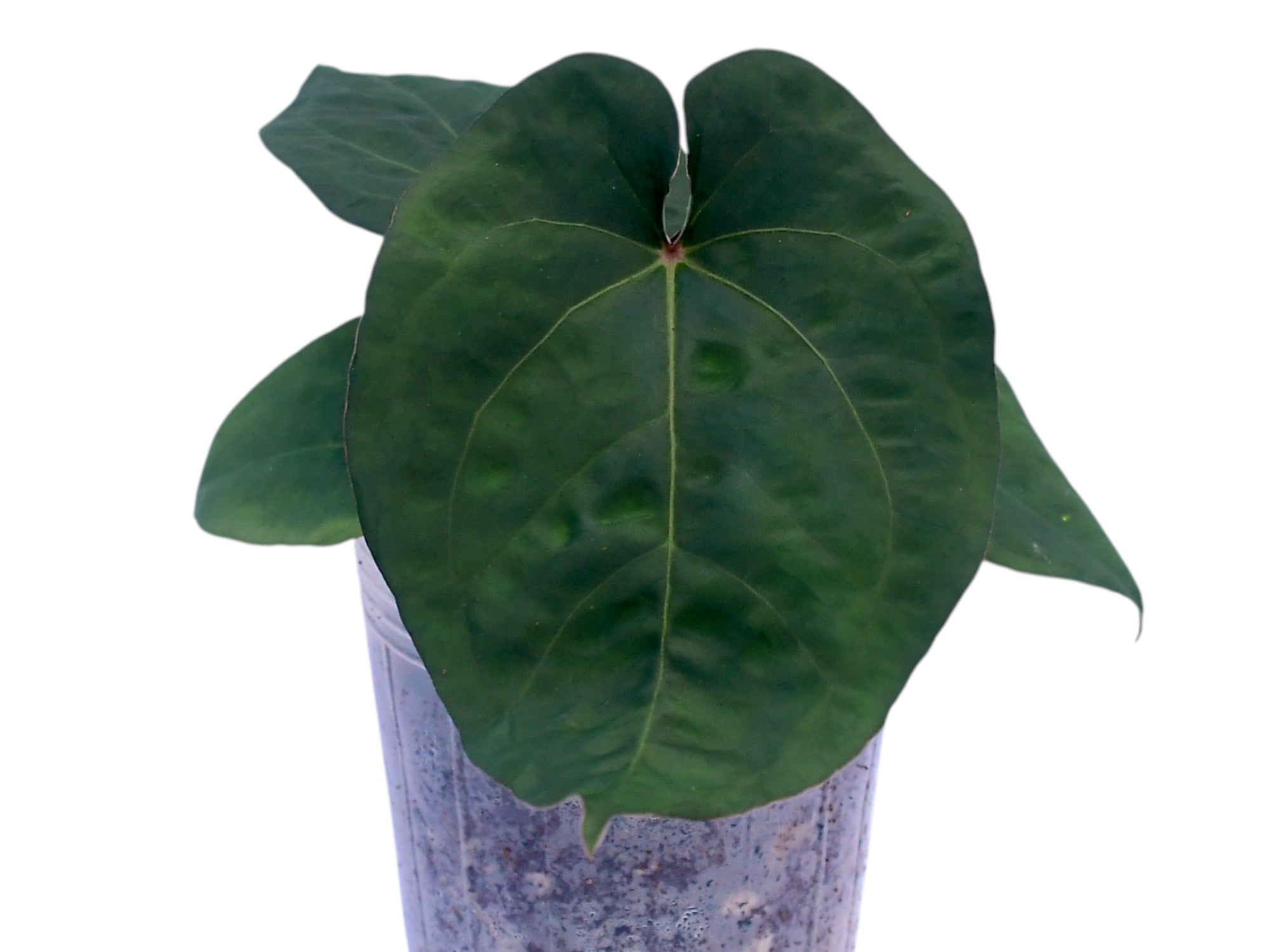 その他観葉植物 anthurium kunayalese Anthurium_kunayalense_x_Anthur