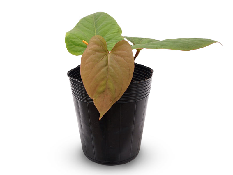 Anthurium kunayalense x Anthurium dressleri