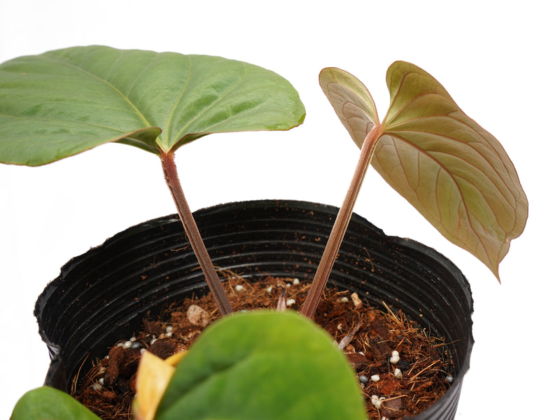 Anthurium kunayalense x Anthurium dressleri