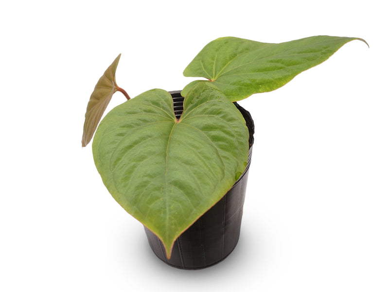 Anthurium kunayalense x Anthurium dressleri