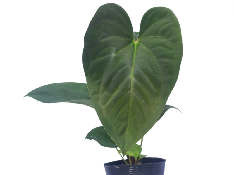 Anthurium kunayalense x Anthurium papililaminum