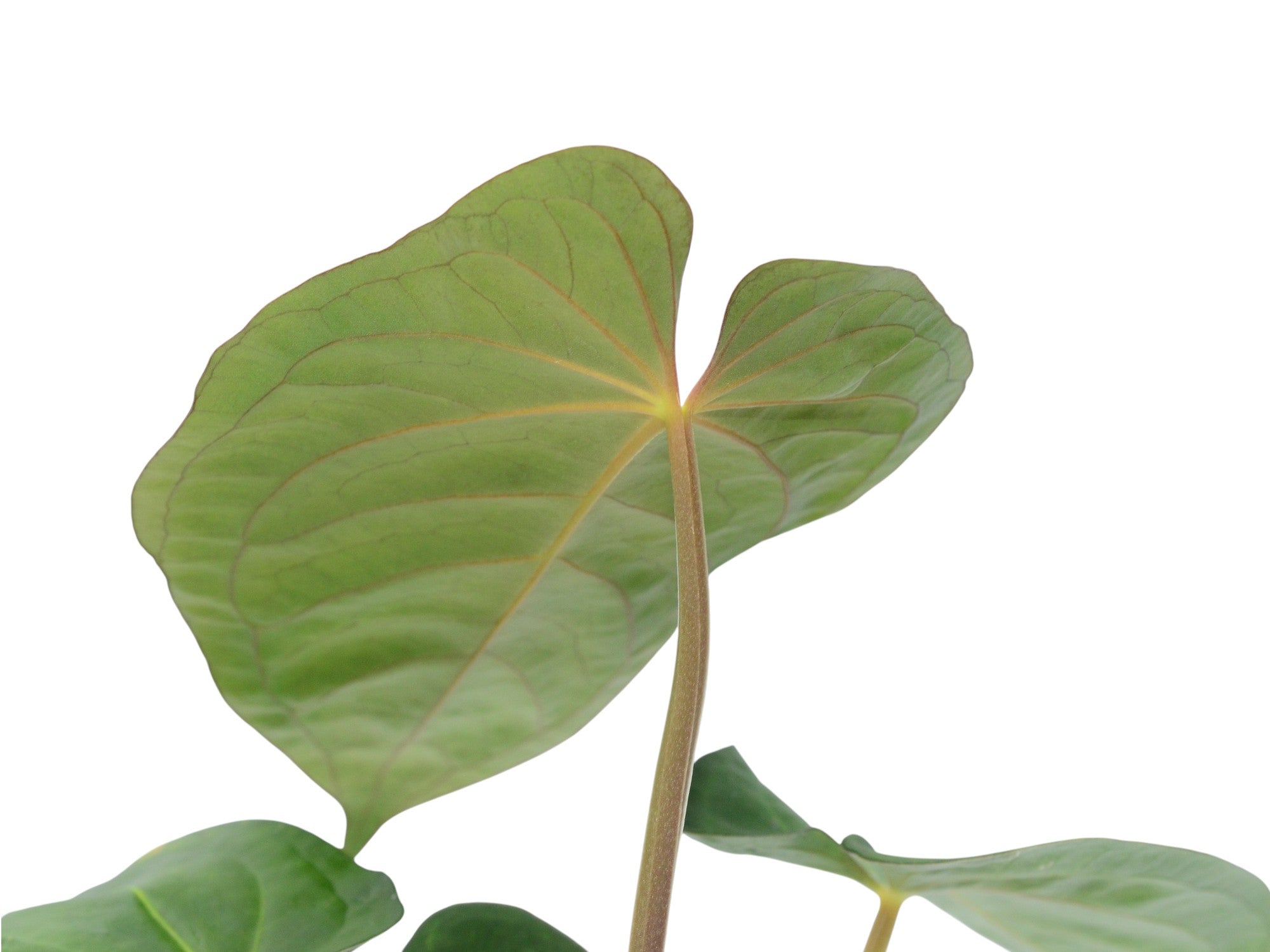 Anthurium kunayalense x Anthurium papililaminum inverse crossing Anthurium kunayalense x Anthurium papililaminum inverse crossing