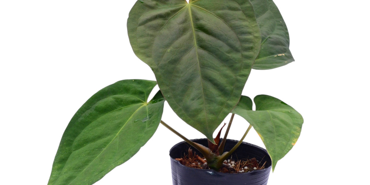 その他観葉植物 anthurium kunayalese Anthurium_kunayalense_x_Anthur