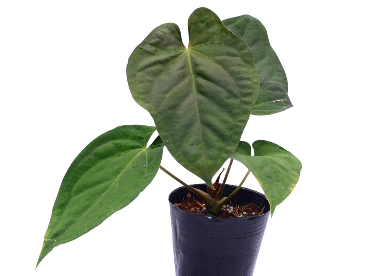Anthurium kunayalense x Anthurium papililaminum inverse crossing Anthurium kunayalense x Anthurium papililaminum inverse crossing