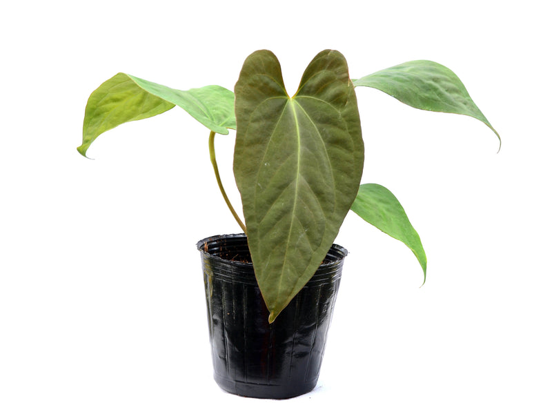 Anthurium kunayalense x Anthurium papillilaminum (seedling)