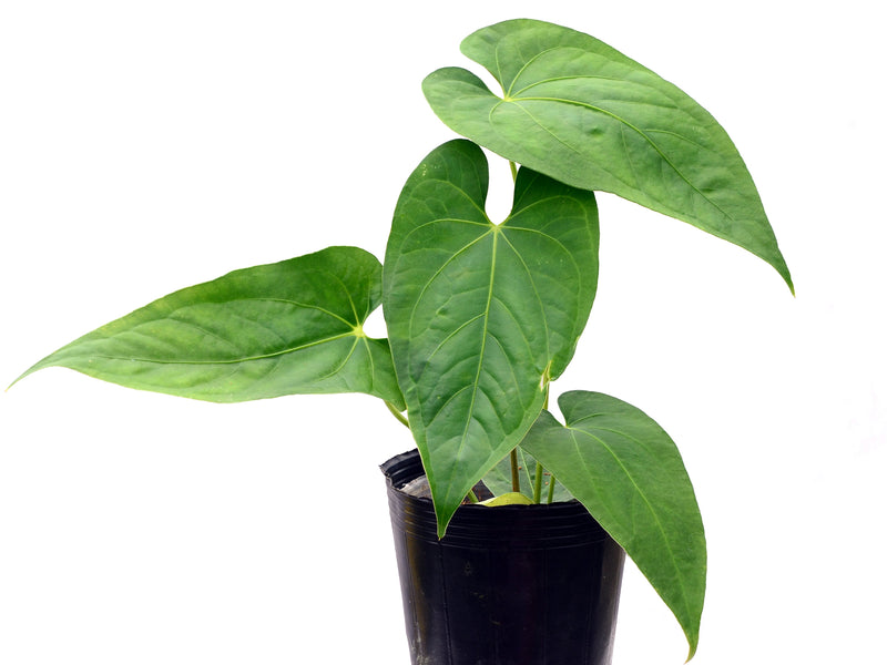 Anthurium kunayalense x Anthurium rotundistigmatum