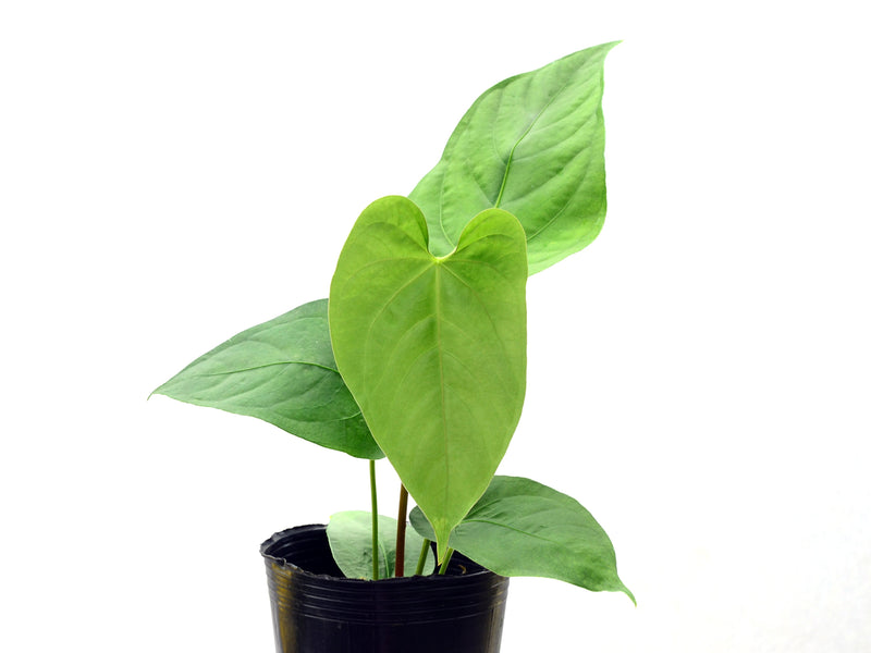 Anthurium kunayalense x Anthurium rotundistigmatum