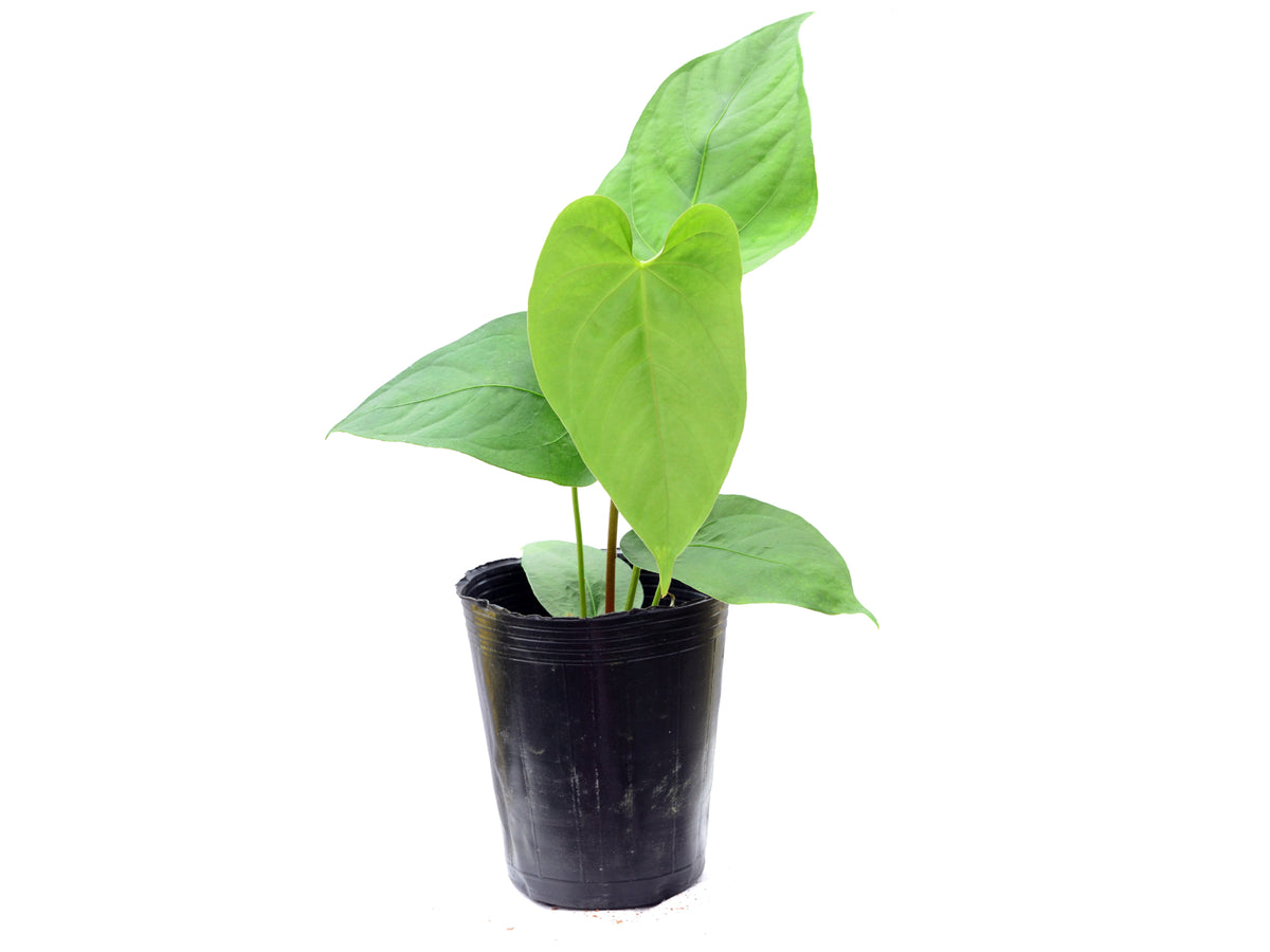 Anthurium kunayalense x Anthurium rotundistigmatum