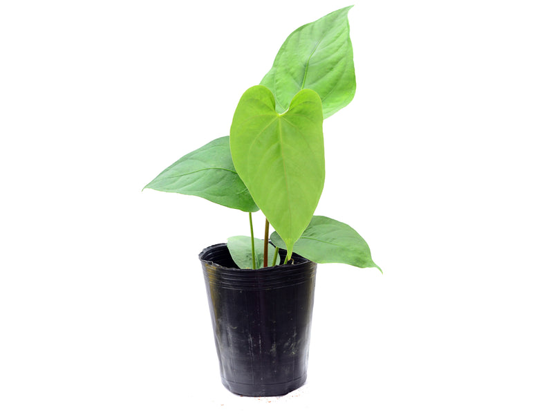 Anthurium kunayalense x Anthurium rotundistigmatum