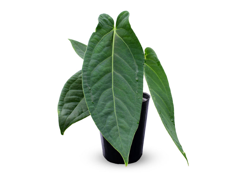 Anthurium kunayalense x Anthurium warocqueanum