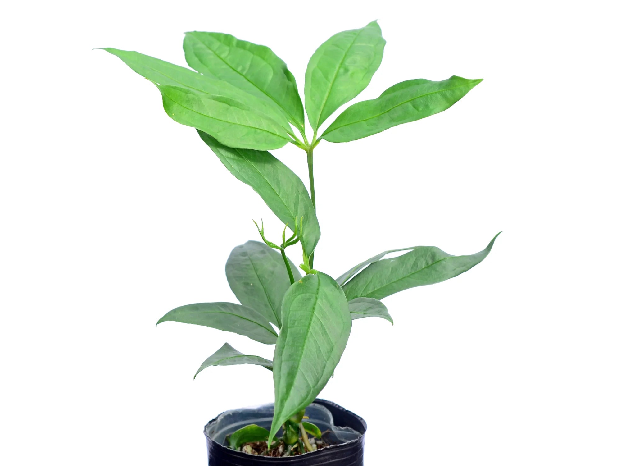 anthurium kunthii Anthurium kunthii