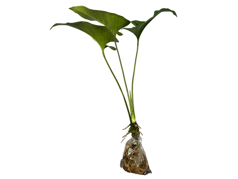 anthurium lanceolatum Anthurium lancea