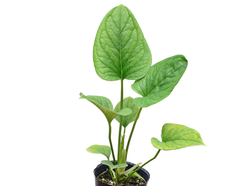 anthurium lanceolatum Anthurium lancea