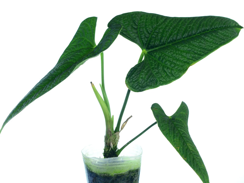 anthurium lacrimae Anthurium lapoanum