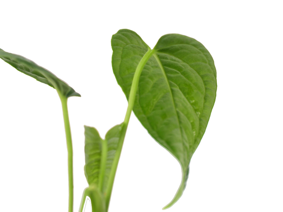 Anthurium lapoanum (seedling)