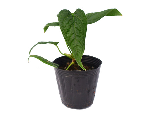 anthurium lapoanum Anthurium lapoanum (seedling)