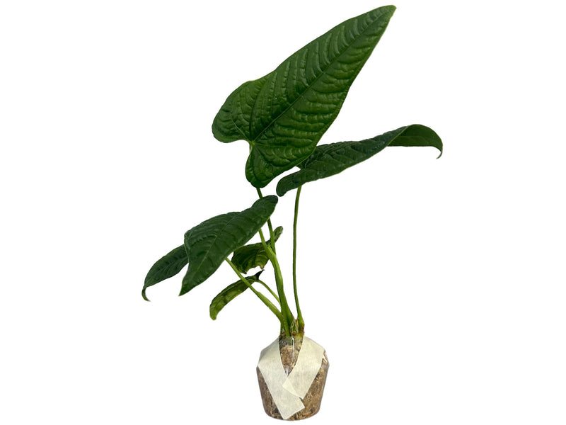 Anthurium lapoanum