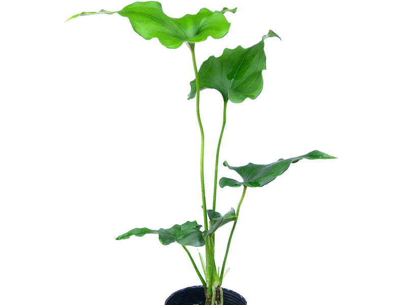 anthurium lentii ecuagenera Anthurium lentii Ecuagenera