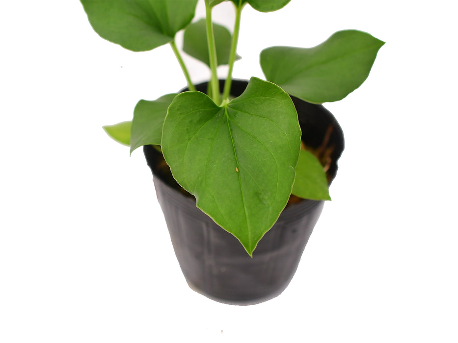 Anthurium lentii (seedling)