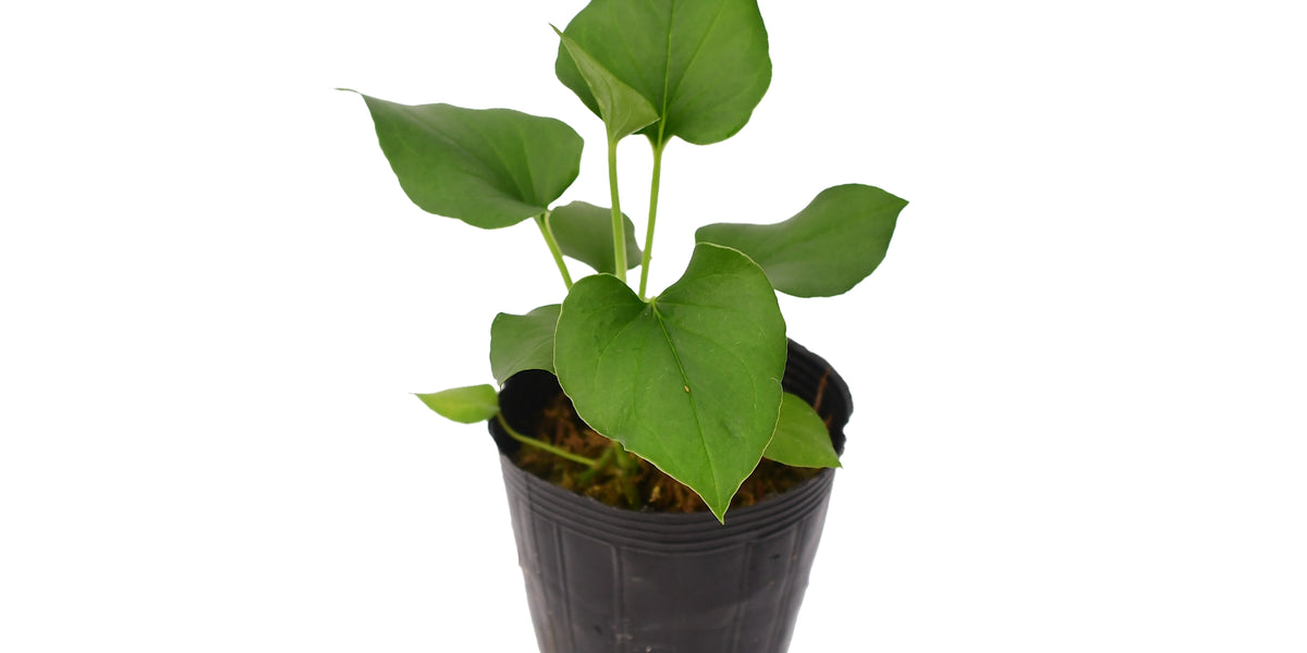 anthurium lentii ecuagenera Anthurium lentii (seedling)
