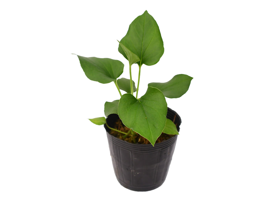 Anthurium lentii (seedling)