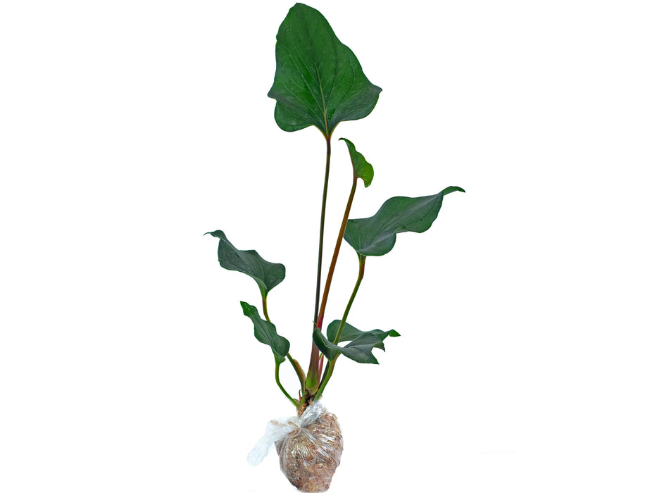 Anthurium lentii