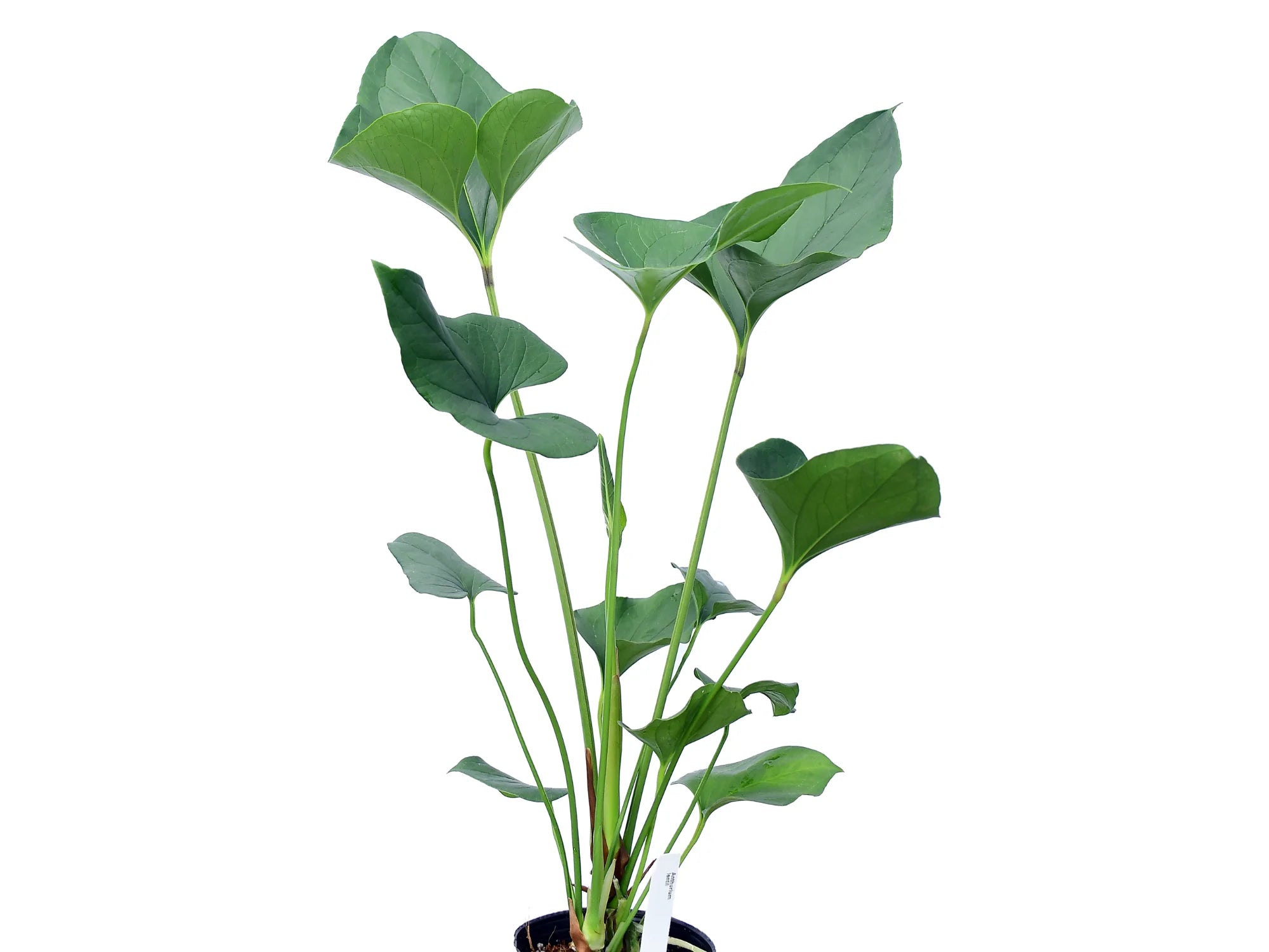 anthurium lentii ecuagenera Anthurium lentii