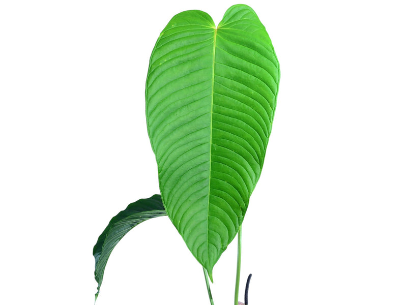 anthurium lineolatum Anthurium lineolatum — Ecuagenera Orquídeas del Ecuador
