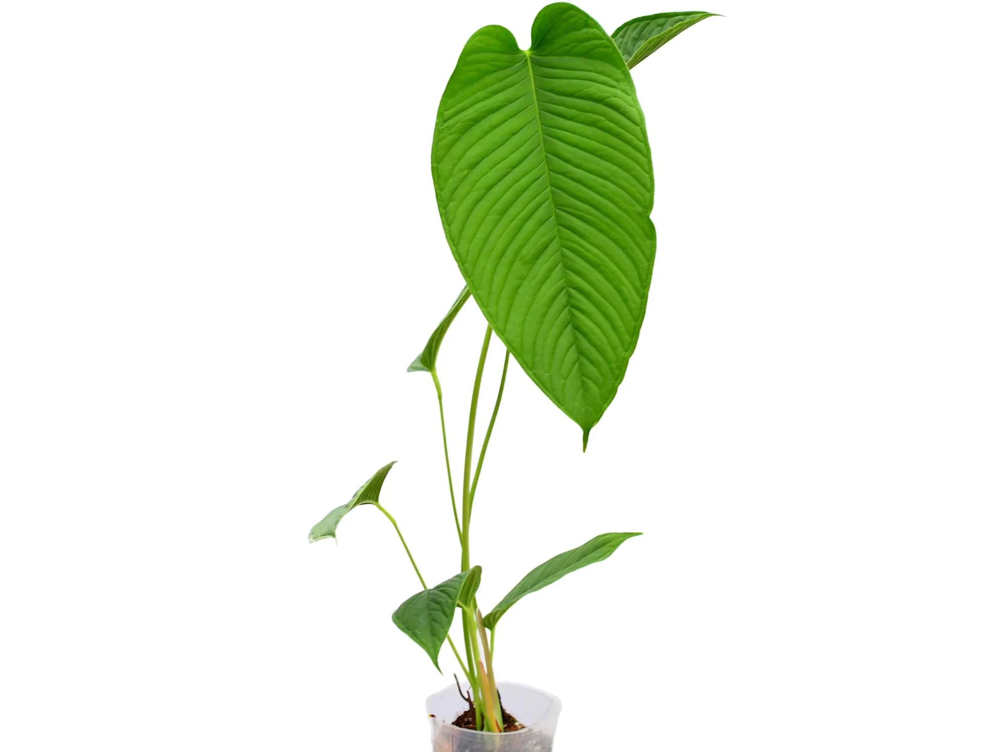anthurium lineolatum Anthurium lineolatum 'Esmeralda'