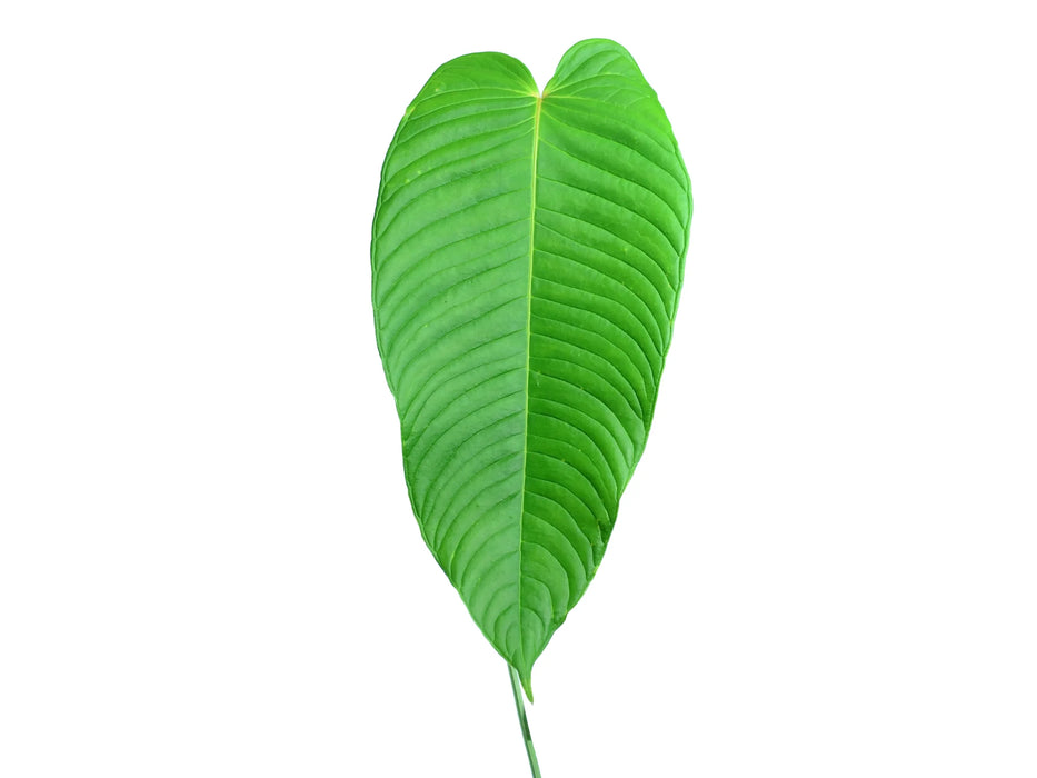 Anthurium lineolatum