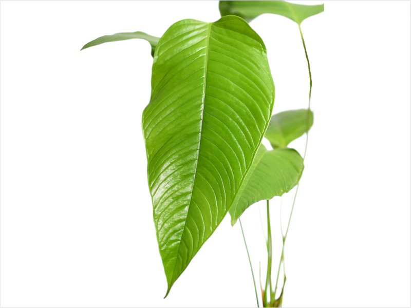 Anthurium lineolatum (seedling)