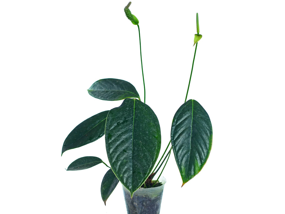 Anthurium longegeniculatum