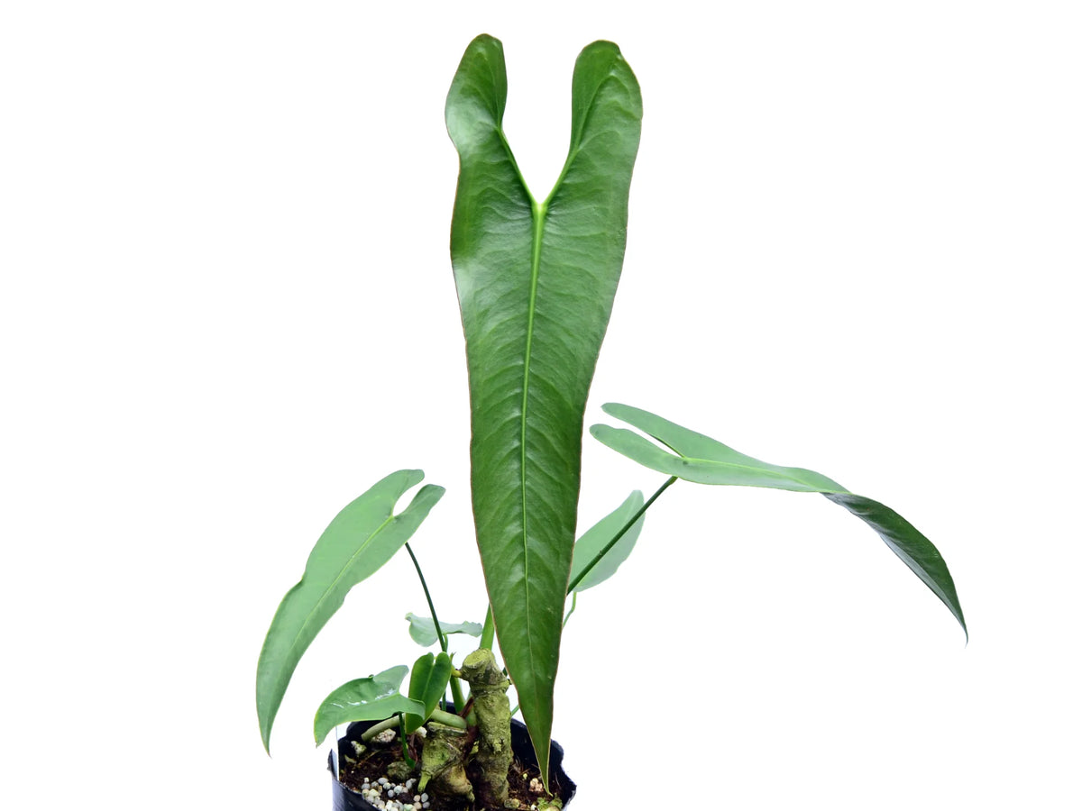 Anthurium longissimilobum — Ecuagenera Orquídeas del Ecuador Anthurium longissimilobum — Ecuagenera Orquídeas del Ecuador