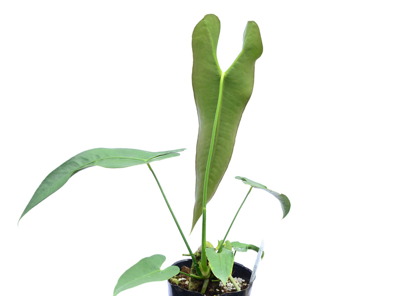 Anthurium longissimilobum