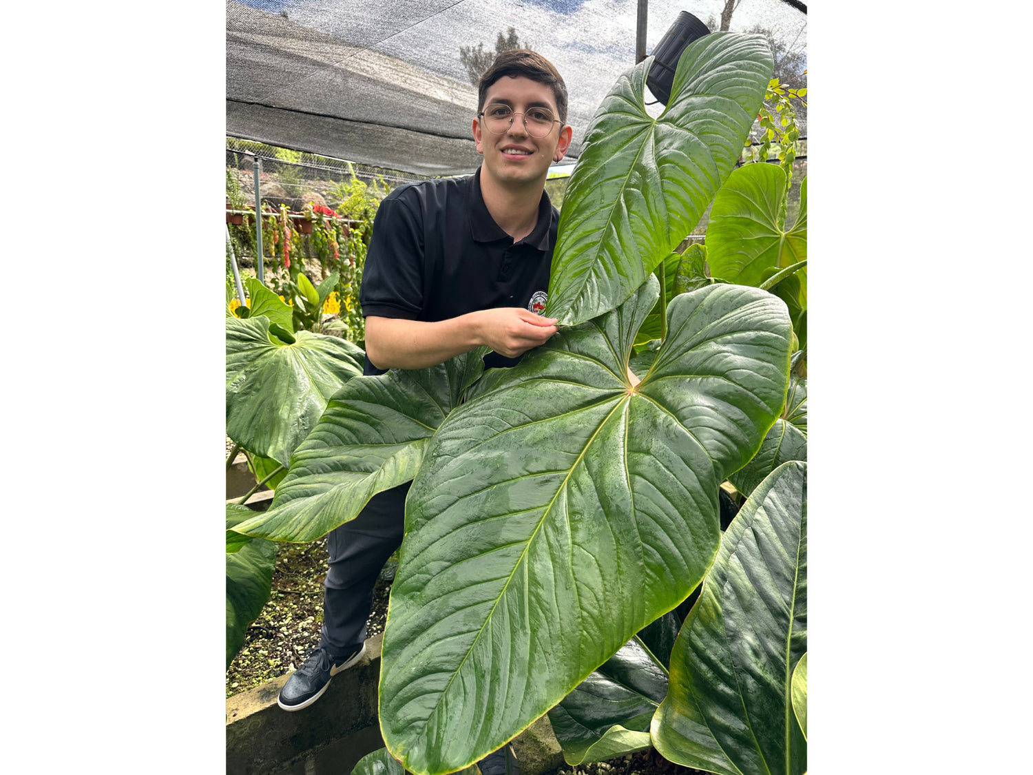 anthurium informacion en español Anthurium longistrorsum — Ecuagenera Orquídeas del Ecuador