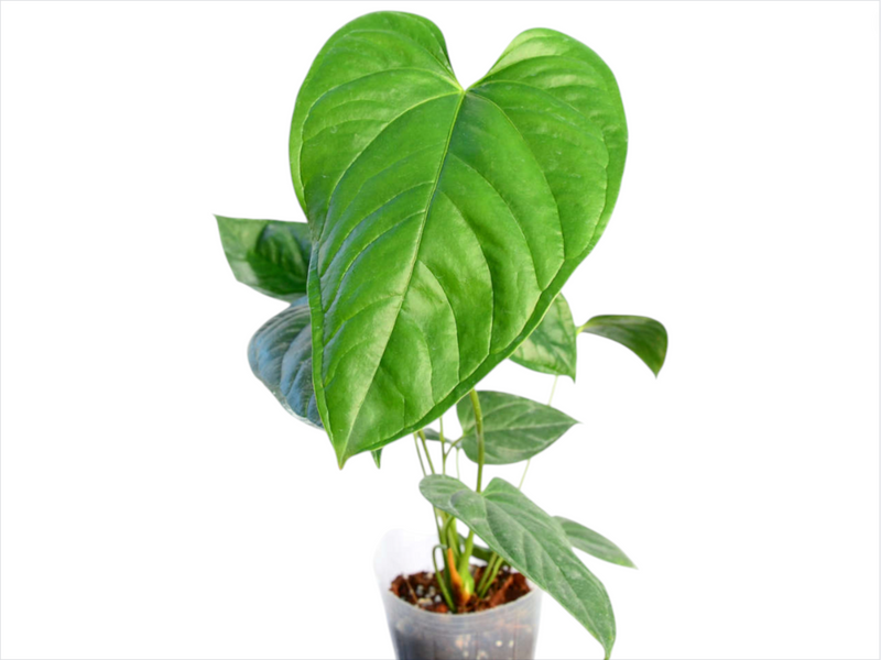 anthurium long stem Anthurium longistrorsum cf — Ecuagenera Orquídeas del Ecuador