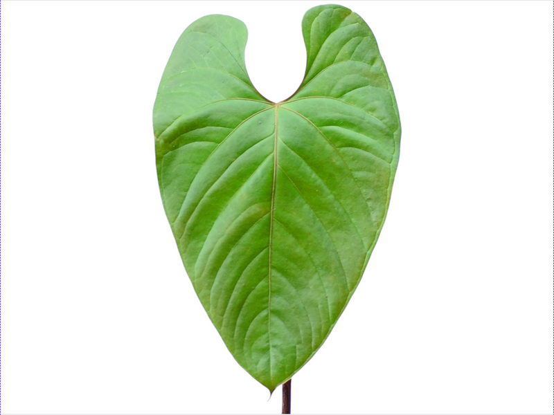 Anthurium longistrorsum cf