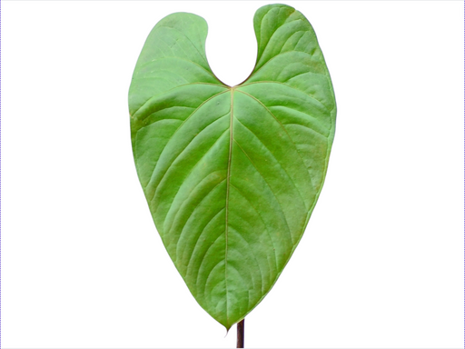 anthurium insigne var panguiensii Anthurium longistrorsum cf