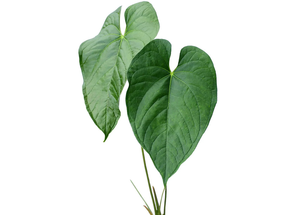 Anthurium longistrorsum cf